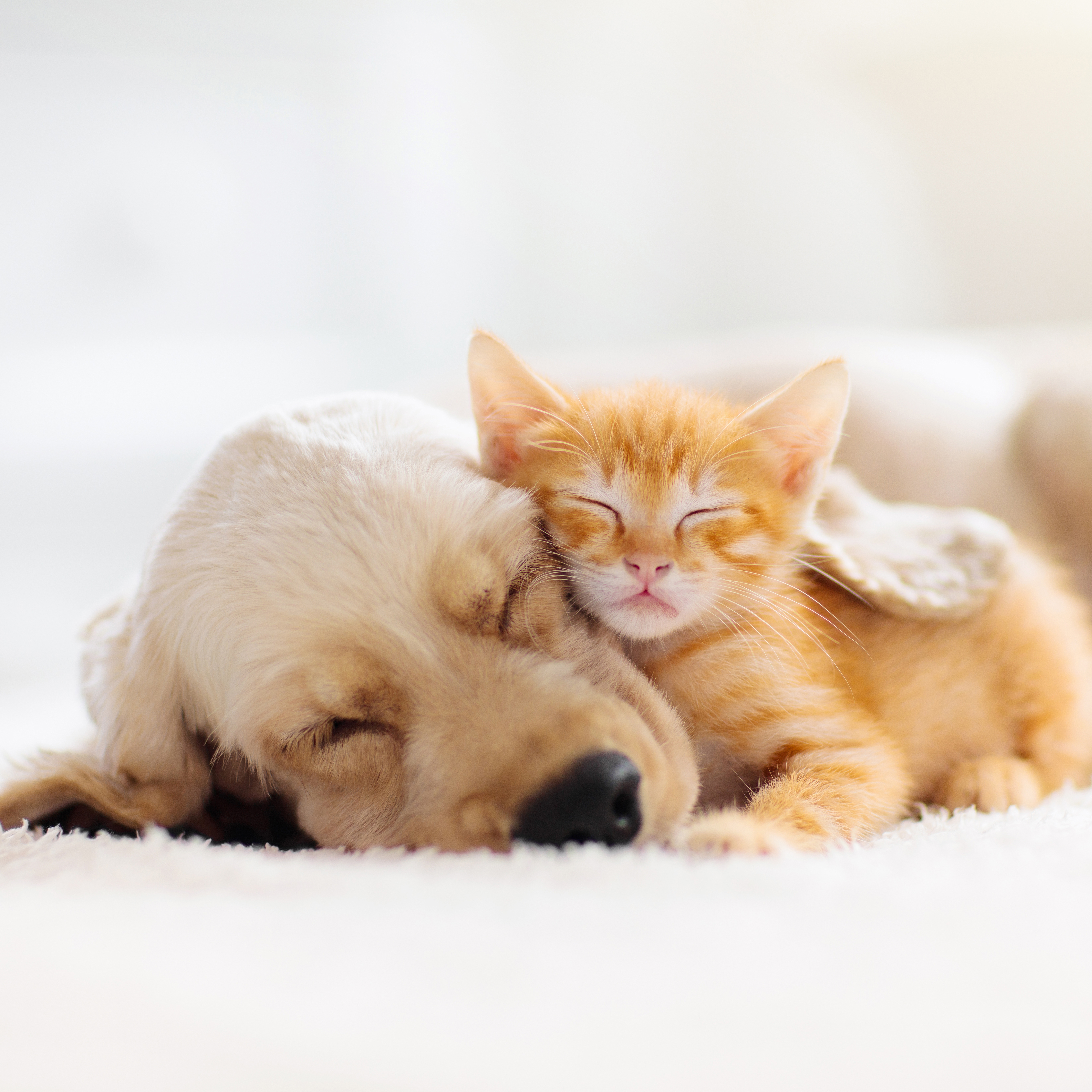 Making Friends Furever