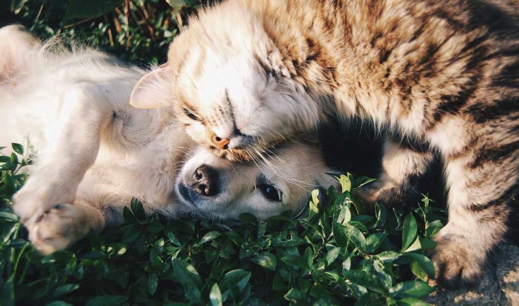 A cat and a dog hugging